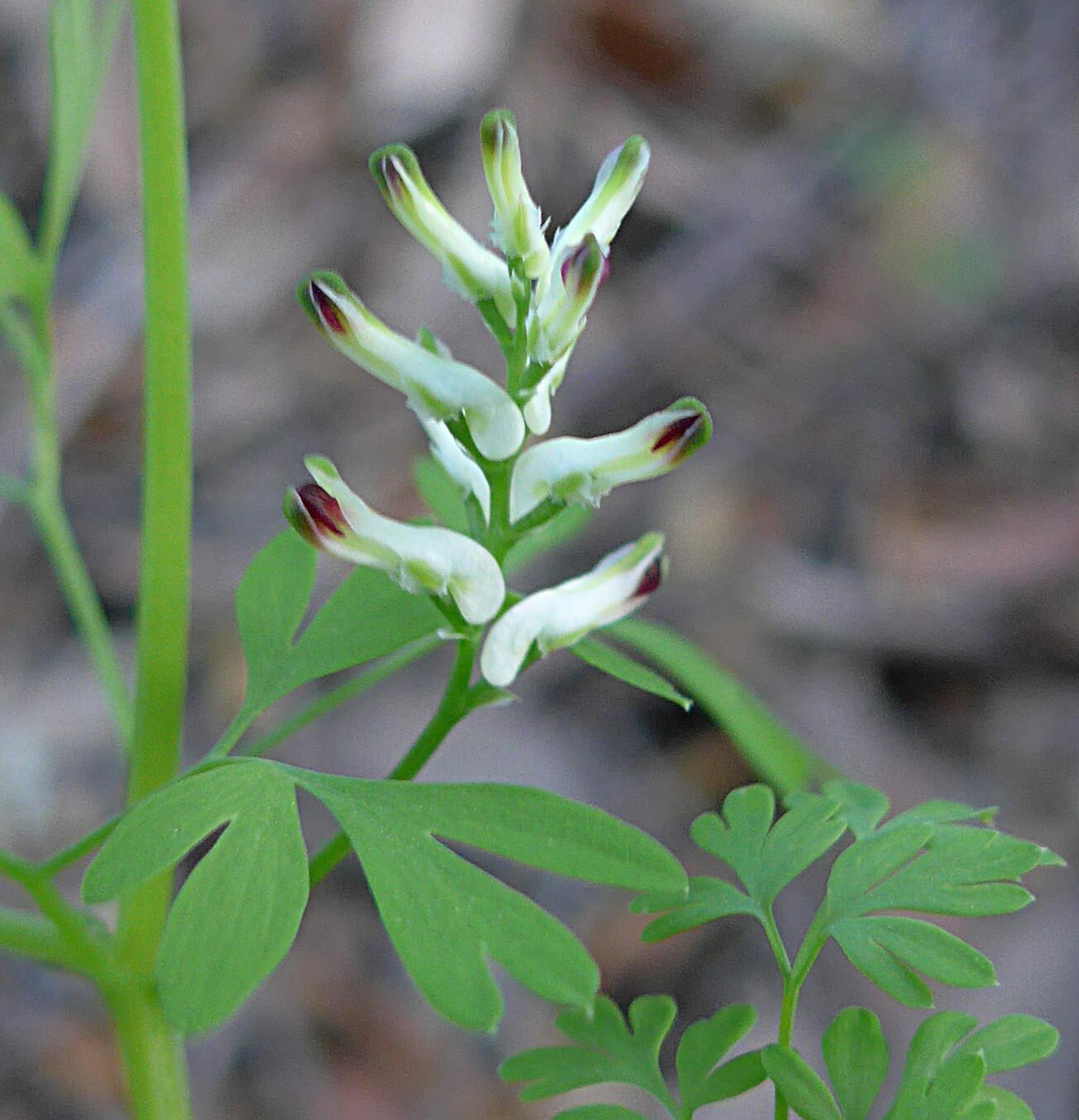 High Resolution Fumaria parviflora Flower